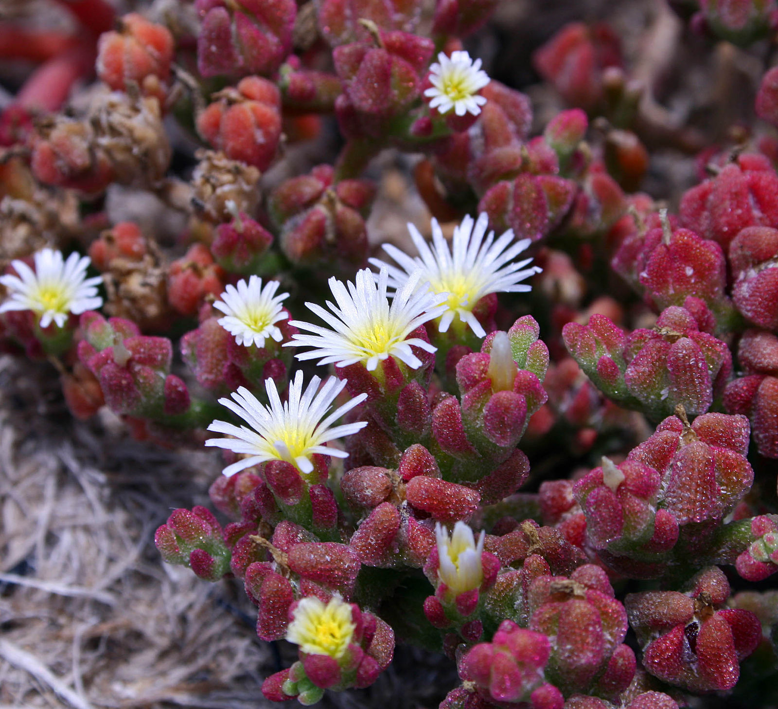 Mesembryanthemum crystallinum